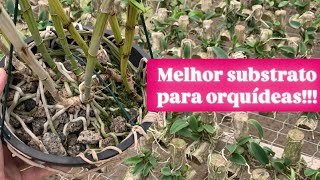 PEDRA BRITA ou TOQUINHO Qual o melhor substrato para plantar orquídeas [upl. by Hertberg]