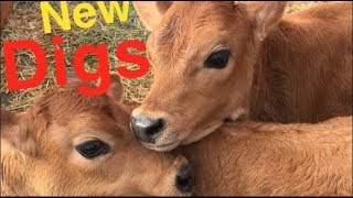 Baby Cows Playing Like School Kids MOVE to a new HOME talking babies [upl. by Yatnuahc61]