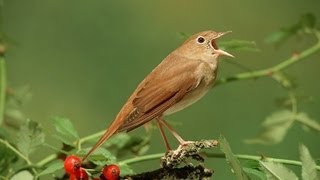 Nachtegaal  Common Nightingale singing [upl. by Shelli]