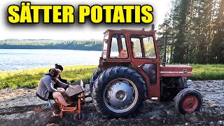 SÄTTER POTATIS MED MASSEY FERGUSSON 135 [upl. by Press608]