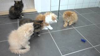 Persian kittens playing with bug [upl. by Tenn]