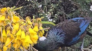 Tui bird feasting on Kowhai flowers [upl. by Sayce]