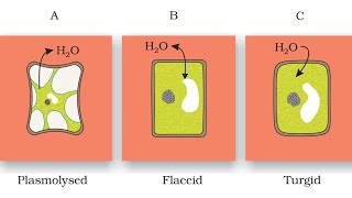 PlasmolysisEasily explainedHindi [upl. by Baras]