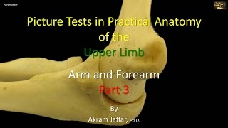 Picture tests in upper limb anatomy arm and forearm 3 [upl. by Frederik]