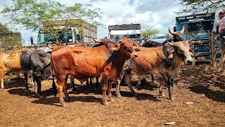 FEIRA DE GADO DE CACHOEIRINHA PE SÓ O LUXO QUINTA FEIRA 120924 nordeste [upl. by Naresh497]