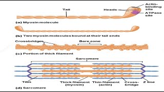 Muscle Part 2  Sarcomeres Actin amp Myosin Anatomy Cross Bridge CycleSliding Filament Theory [upl. by Felske663]