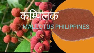 कम्पिलक Mallotus Phillipines sadharan ras varg साधारण रस वर्ग रस शास्त्र  BAMS 2nd year [upl. by Larine]