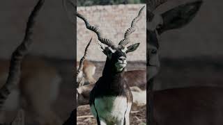 The Amazing Indian Gazelle Natural HabitatPakistanshorts [upl. by Balfore826]