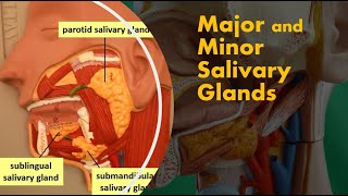 Major Salivary Glands Their Ducts and Saliva [upl. by Tawnya]