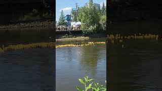 Rubber Ducky Race Golden Days 2024 fairbanks alaska goldendays [upl. by Iarised]