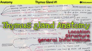 Thymus gland Anatomy 12  Location and Structure of thymus [upl. by Ludlew]