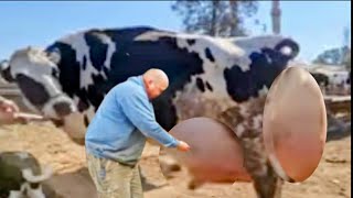 Worlds Highest Milking Biggest Udder Holstein Friesian Cow Breed  How To Increase Udder of Cows [upl. by Eamanna]