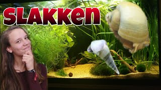 SLAKKEN in het AQUARIUM wat te doen met een SLAKKENPLAAGNickey [upl. by Annoed]