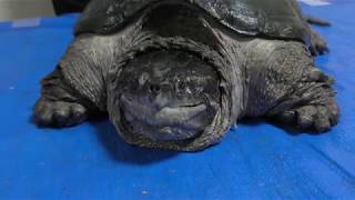 Mexican snapping turtle chelydra serpentina rossignoni メキシカンスナッパー [upl. by Ev]