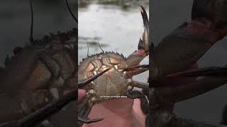 Un crabe très agressif 🦀🥵 [upl. by Ahsoj674]