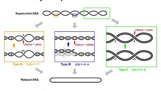 DNA Supercoiling 4  Topoisomerases [upl. by Eiramana476]