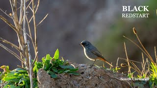 Black Redstart in South Cornwall in 4K [upl. by Tergram]