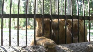 The Lion´s den in Kolmårdens Wildlife park [upl. by Socram]