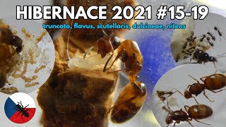 Hibernace 2021 1519  Medonoši Flavus Colobopsis Crema Dulci [upl. by Melcher774]