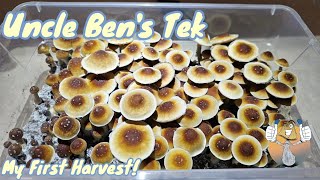 Uncle Bens Tek Inexpensive Way to Grow Mushrooms My First Harvest [upl. by Steffi]