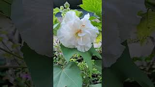 HIBISCUS MUTABILIS CHANGES ITS COLOUR nature gardenplants plants shorts flowerworld [upl. by Ermey]