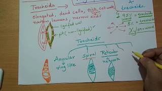 xylemtracheidsvesselscomplexpermanenttissueComplex permanent tissue  Xylem Part 1 [upl. by Ennis252]