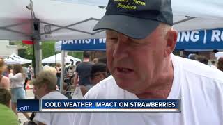 Wet start to summer impacts strawberry crops [upl. by Adrianna]