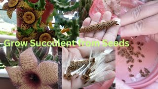 How to Propagate Stapelia Starfish from Seeds amp varieties of Succulents are Blooming amp Care Tips [upl. by Bowie803]