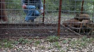 Hog Trapping Texas Pocket Pigs [upl. by Atiniuq]