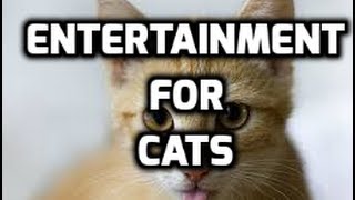 Videos For Cats  Bird and Squirrel Fun ⭐ 1 Hour Cat Entertainment ⭐ [upl. by Abrahams537]