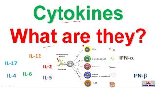 Cytokines and their classification [upl. by Costanzia586]