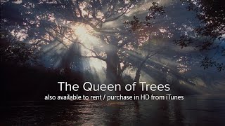 The Queen of Trees  OFFICIAL [upl. by Anenahs473]