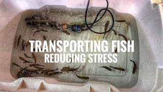 Transporting fish amp reducing STRESS [upl. by Pravit]