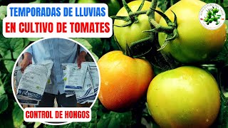 Control De Hongos Invernaderos En Temporadas De Lluvias  CULTIVO DE TOMATES [upl. by Kotto740]