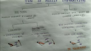 Type of Muscle Contraction  TCML [upl. by Delmer865]