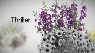 Proven Winners® Gardener Channel HowTo Create The Perfect Container Garden [upl. by Sotnas]