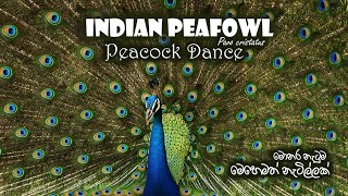 Peacock Dance  Indian Peafowl  Pavo cristatus  Sri Lanka [upl. by Gilligan]