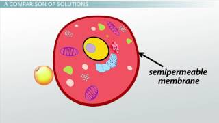 Isotonic Solution [upl. by Monreal35]