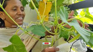 Long Bottle Gourd Plant🔥Cucuzza Squash✨लौकी का पौधा कैसे लगाएं🌱हार्वेस्टिंग ashasgardenstory [upl. by Fillbert755]