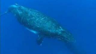 WHALES IN POLYNESIA RURUTU [upl. by Gratianna119]