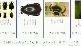 昆虫綱 こんちゅうこう 目 コウチュウ目 科 ゲンゴロウ類 insect キタゲンゴロウモドキ Vandals フチトリゲンゴロウ シャープゲンゴロウモドキ コガタノゲンゴロウ Mini [upl. by Burhans]