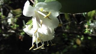 Lonicera fragrantissima for Honeyeaters [upl. by Amalee]