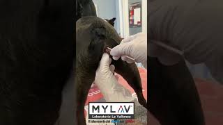 Come effettuare un prelievo con tampone per esame colpocitologico nel cane femmina [upl. by Niwri]