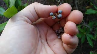 Northern Bayberries  Myrica pensylvanica with inappropriate city noises [upl. by Malvina323]