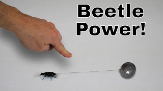 How Much Weight Can the Worlds Strongest Insect Pull I Roped a Beetle [upl. by Pathe467]