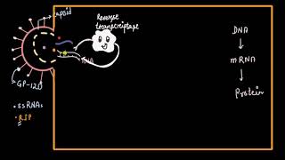 HIV replication cycle  Human health amp diseases  Biology  Khan Academy [upl. by Reginauld]