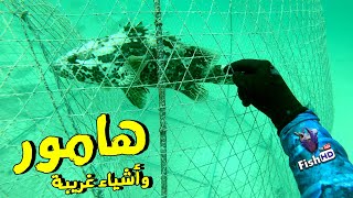 رحلات صيد السمك هامور وفسكر  مغامرة غريبة 😱 Spearfishing for Grouper  Weird Things [upl. by Ytram]