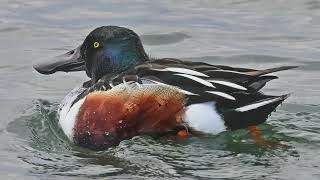 Northern Shoveler Duck [upl. by Adnovaj365]