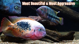 A Basic Guide To Keeping Vieja Cichlids [upl. by Whang964]