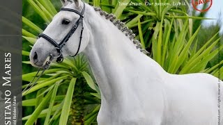 For Sale  Jumping Lusitano Mare REF233 [upl. by Varrian586]